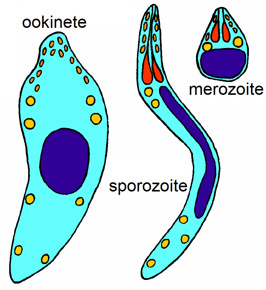 three cell types of the lifecycle of Apicomplexan parasites