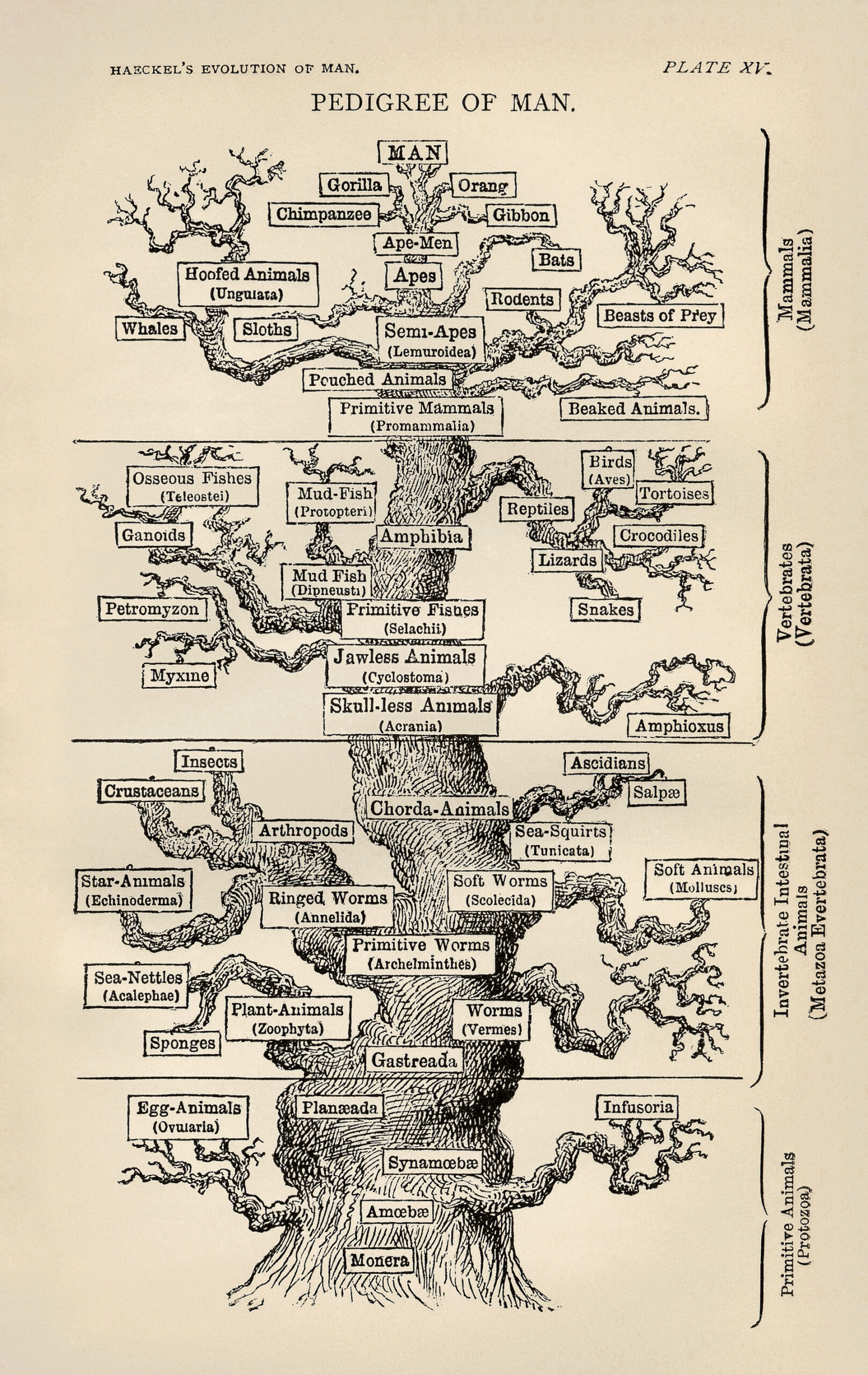 Ernst Haeckel’in Yaşam Ağacı: Darwinin evrensel ortak köken örüntüsünü betimleyen metaforik tasviri.