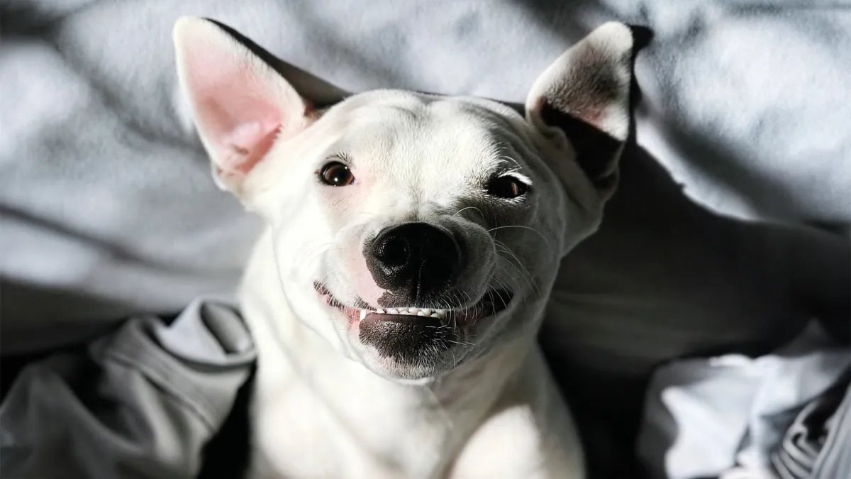 Köpekler gerçekten gülümsüyor mu? İnsanlar gibi mi?