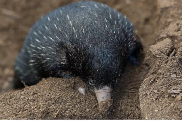 Echidna yavruları, minik bir şekerlemadan bile daha hafif!