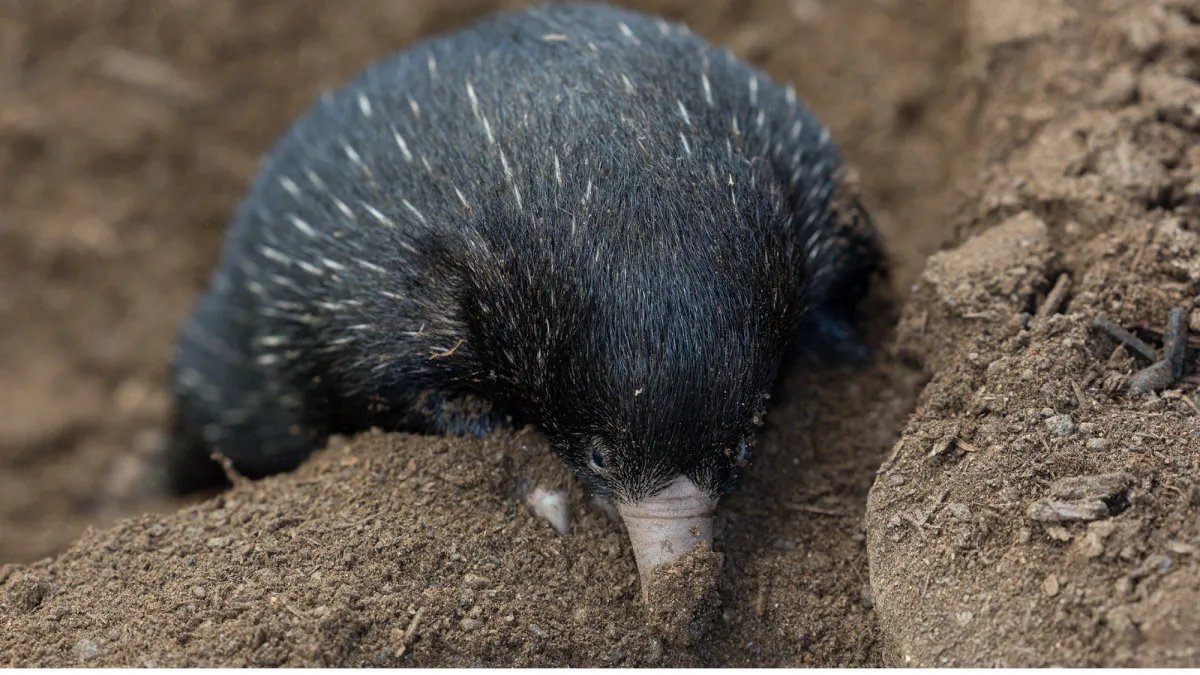 Echidna yavruları, minik bir şekerlemadan bile daha hafif!
