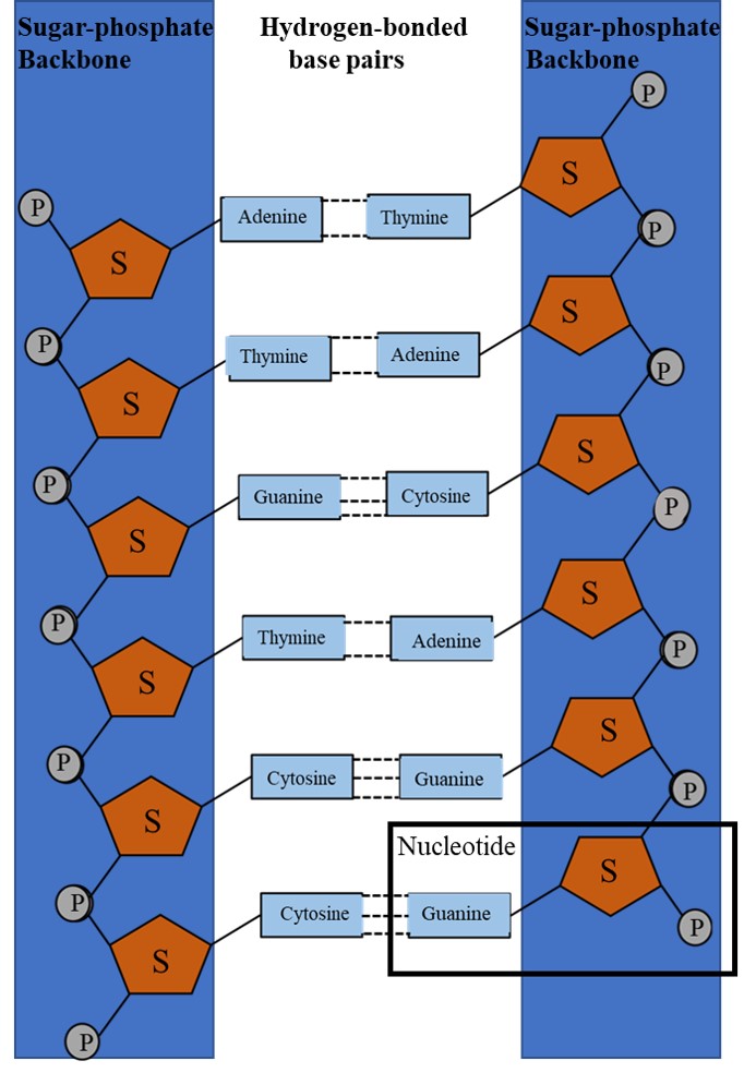 Enzimatik dna sentezi eds Nedir?