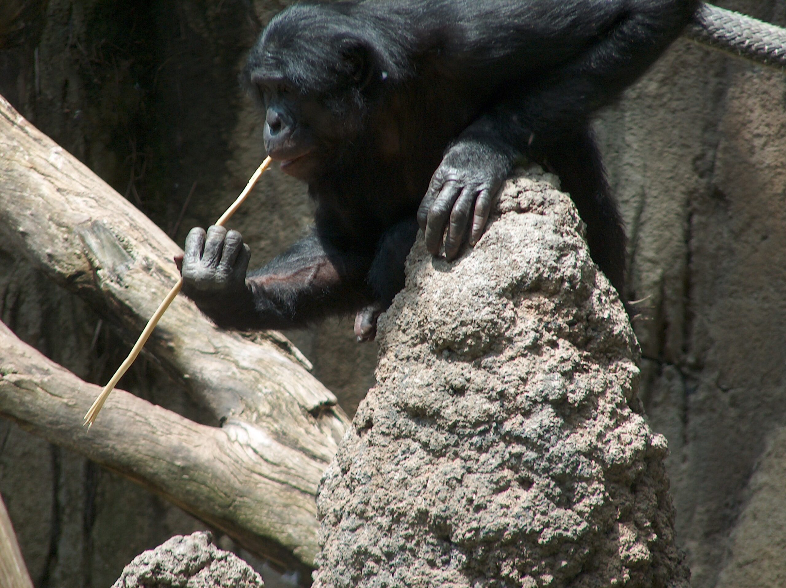 San Diego Hayvanat Bahçesi’nde cam arkasından çekilen, termit avlayan bir Bonobo karesi.