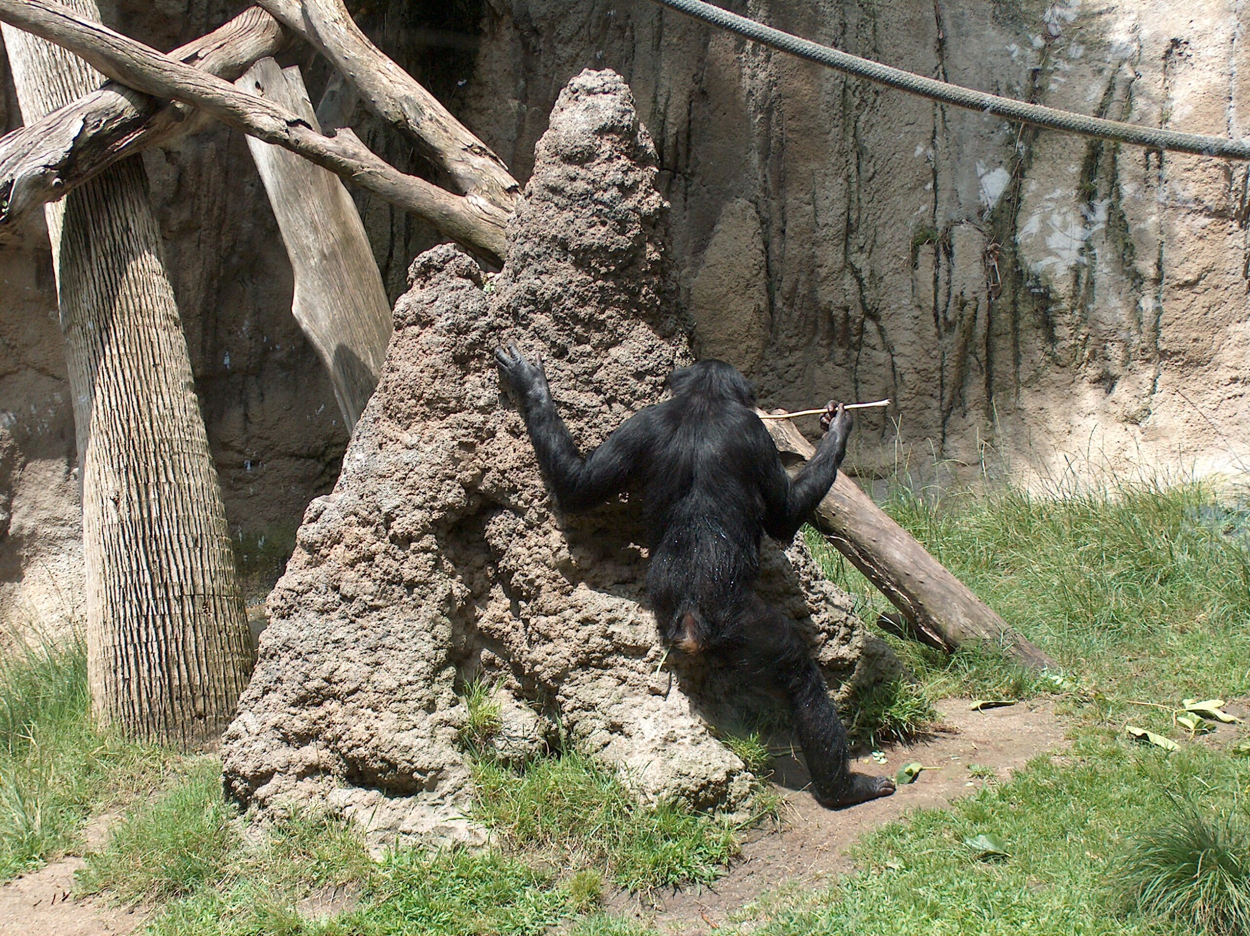 Bonobo at the San Diego Zoo 