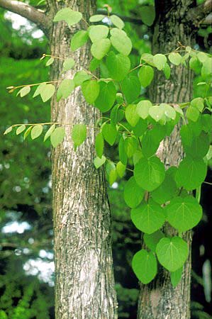 Katsura tree