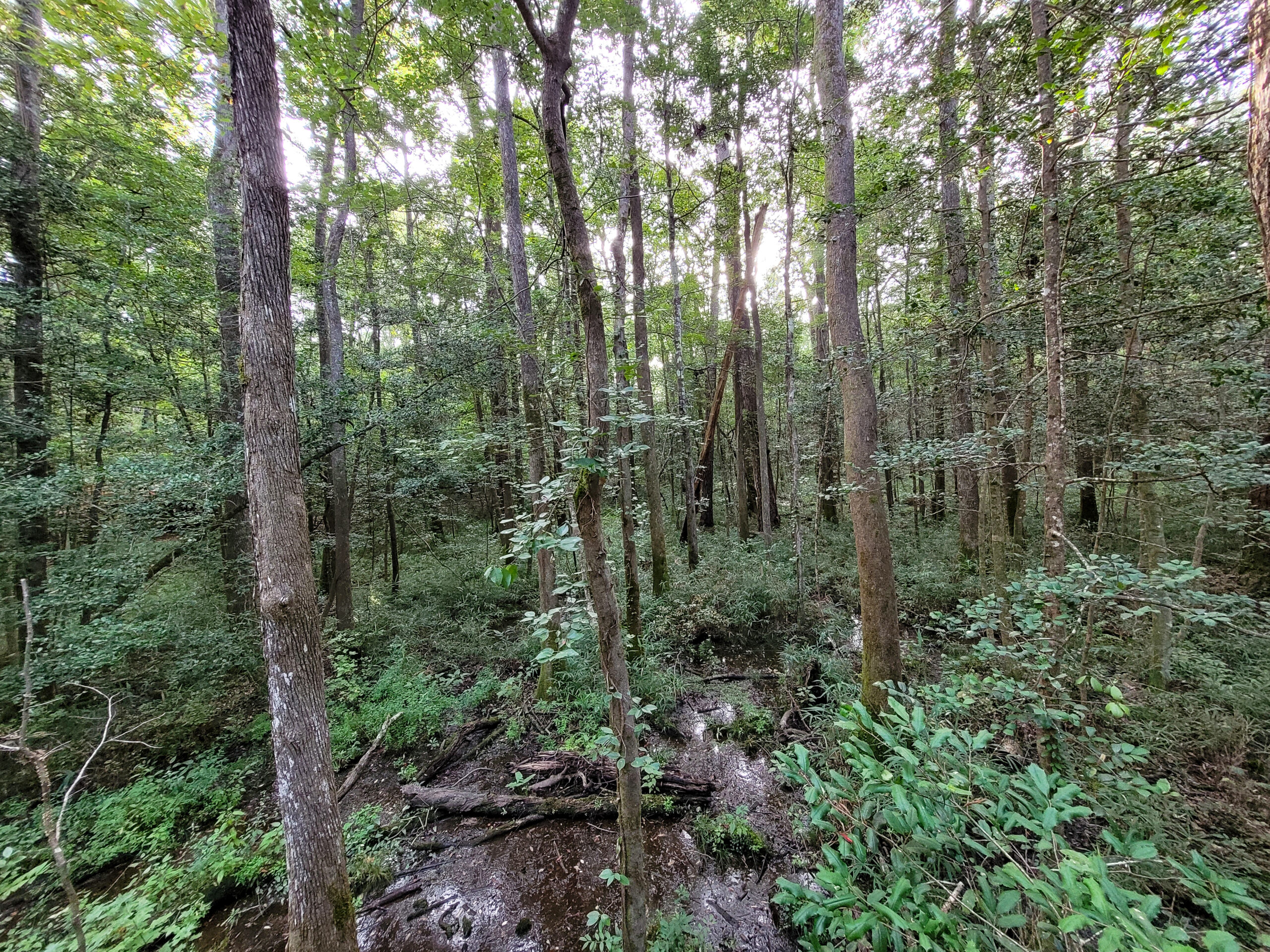 Hell Creek Oluşumu affleksiyonu, orijinal kayıt: Congaree Ulusal Parkı, Ağustos 2021.