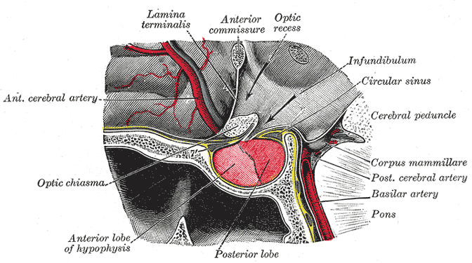 Hipotalamik-hipofiz-adrenal eksen görseli