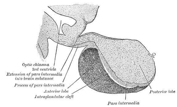 Pituitary gland