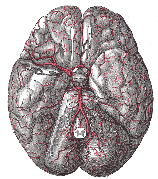 The arteries of the base of the brain. The tempora pole of the cerebrum and a portion of the cere...