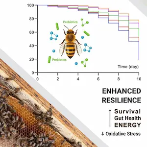Probiotic diet could boost honeybee resilience in a changing climate