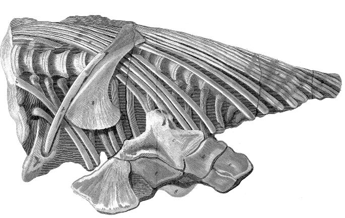 Temnodontosaurus platyodon türüne ait bir ihtiyozor iskeletinin bölümlerini gösteren detaylı teknik çizim.