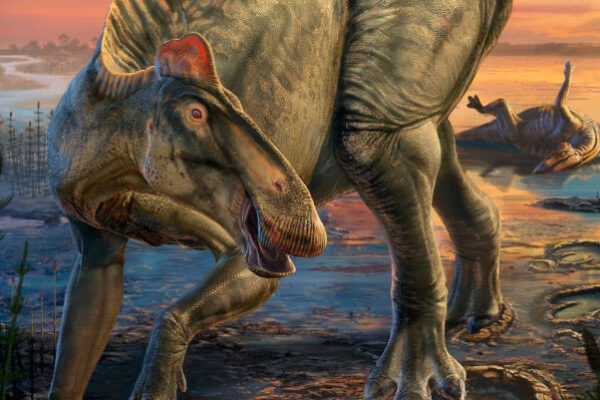 Tiranosaurus rex’in antik Wyoming’daki ilginç avı ortaya çıktı: Kaz ayaklı dinozorları parçaladı.