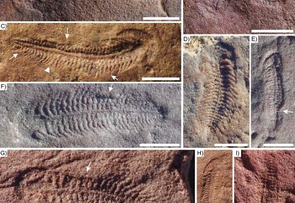Ediacaran Dönemi Deniz Canlısında Sağ Elliliğe Dair İlk İzler Bulundu