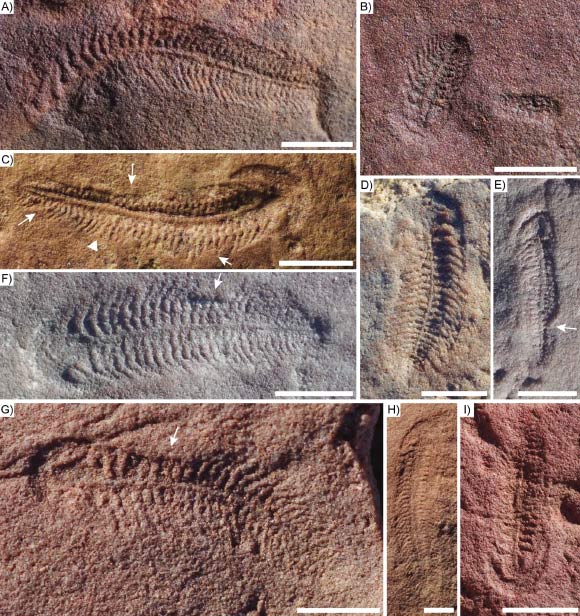 Ediacaran Dönemi Deniz Canlısında Sağ Elliliğe Dair İlk İzler Bulundu