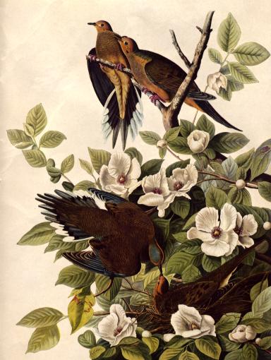 Stuartia malacodendron çiçekli çalı üzerinde Zenaida macroura carolinensis; Audubon serisinden Plate 17.