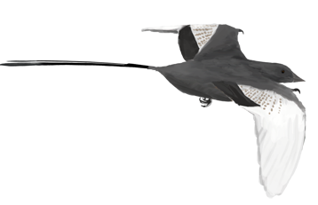 Restoration of the Mesozoic avialan Confuciusornis sanctus (long tailed/male? specimen) in mid-gl...