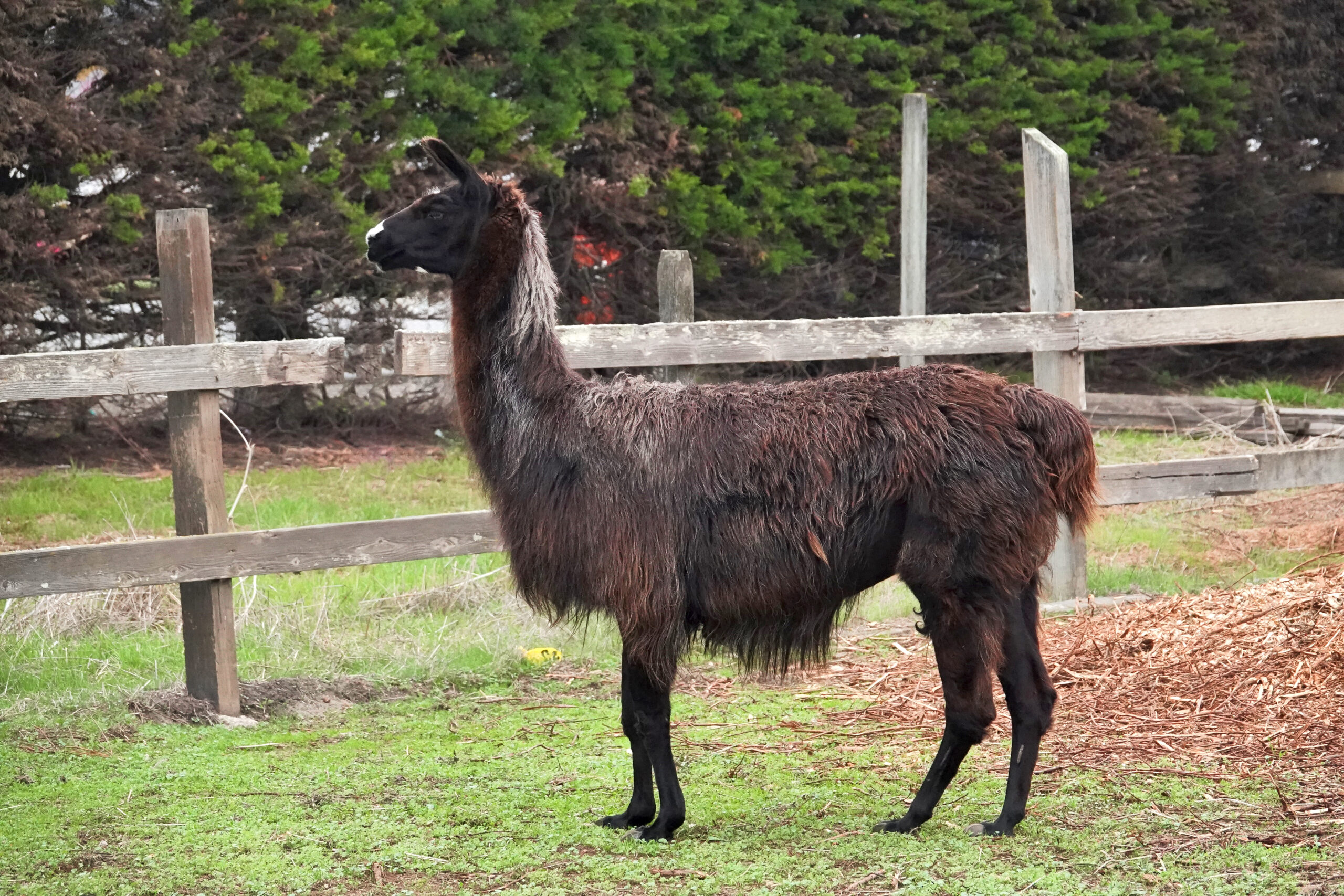 Picture of a black Llama.