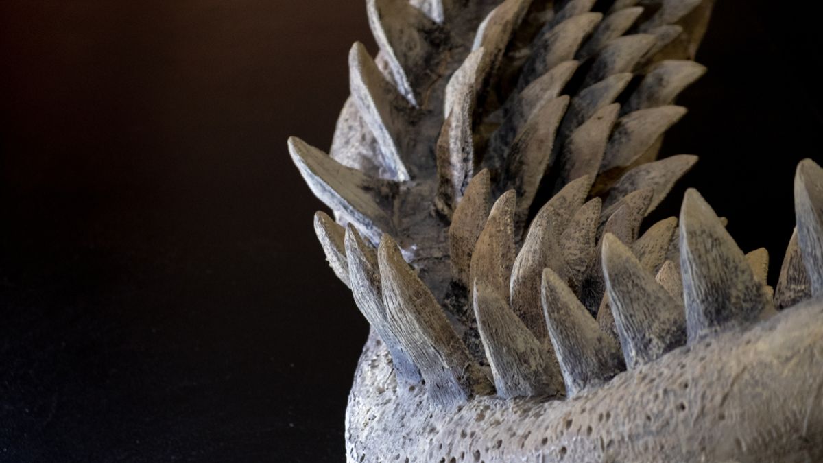 Yıllar Sonra Gün Yüzüne Çıkan Megalodon Fosilleri Dev Köpekbalığının 80 Fit Uzunluğa Ulaşabildiğini Kanıtladı
