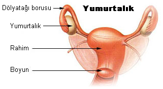 Menopoz Nedir?
