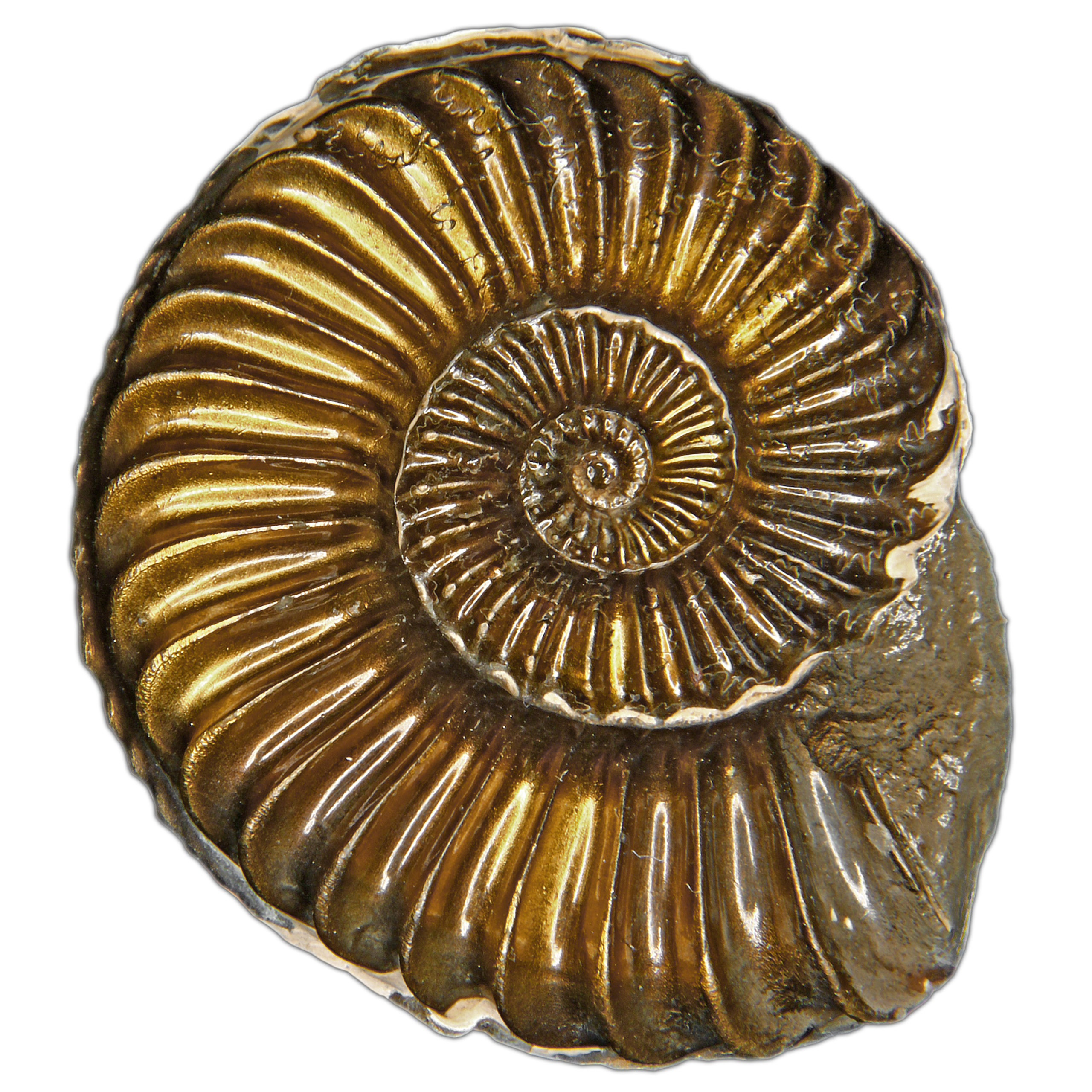 Üst Pliensbachian, Alt Jura dönemi; 3,2 cm çapında piritleşmiş Pleuroceras solare (Amaltheidae) örneği.