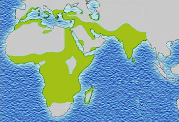 based on http://www.understandingrace.org/humvar/sickle_01.html
-not updated