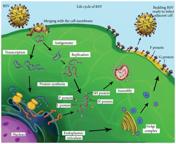 A schematic representation of respiratory syncytial virus (RSV) life cycle.