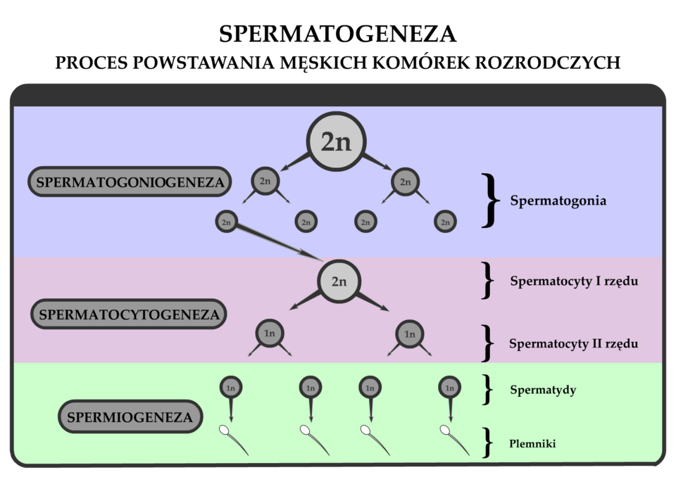 Spermatogenez görseli