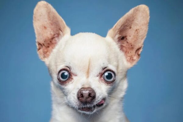 Cortisol seviyesi, köpeğinizin davranışlarını etkileyebilir.