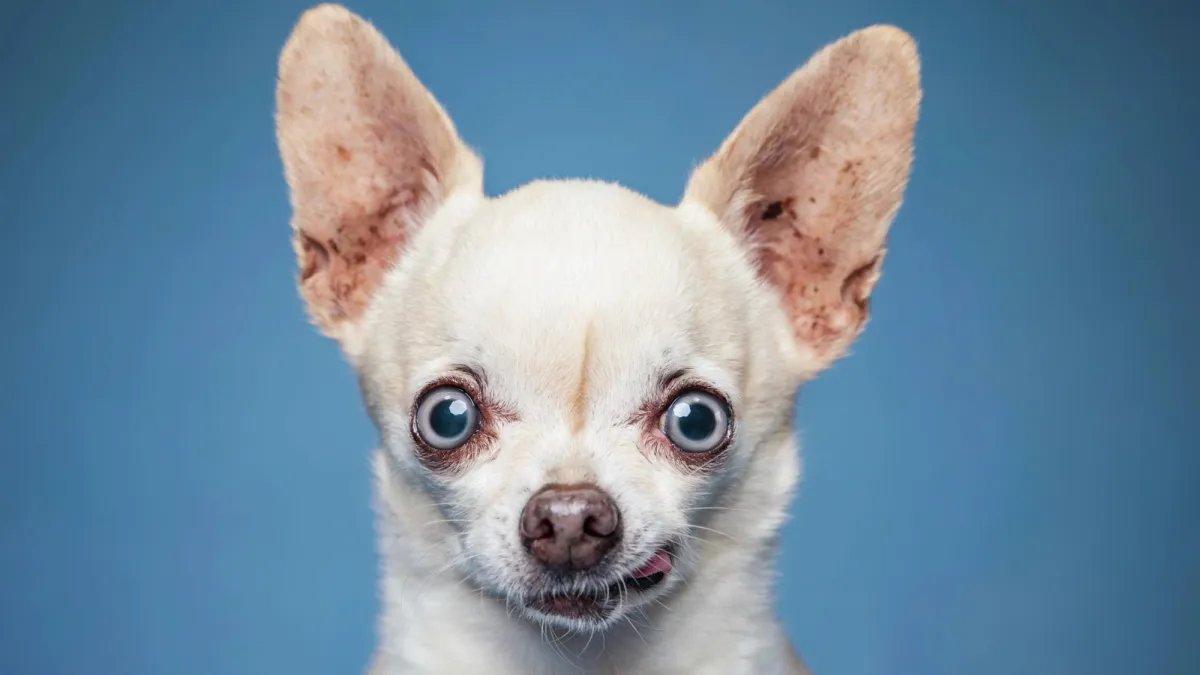 Cortisol seviyesi, köpeğinizin davranışlarını etkileyebilir.