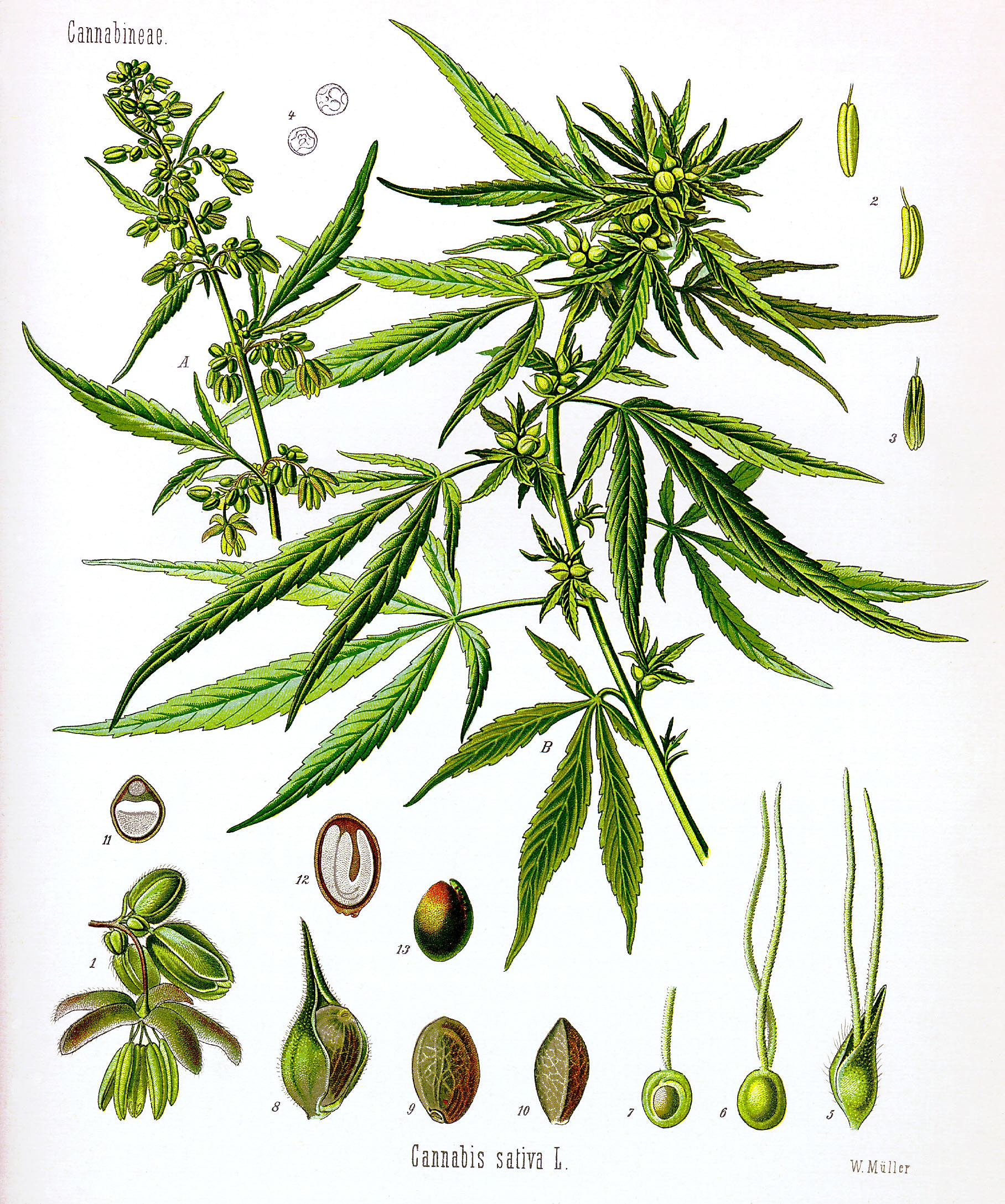Hemp plant. A flowering male and B seed-bearing female plant, actual size; 1 male flower, enlarge...
