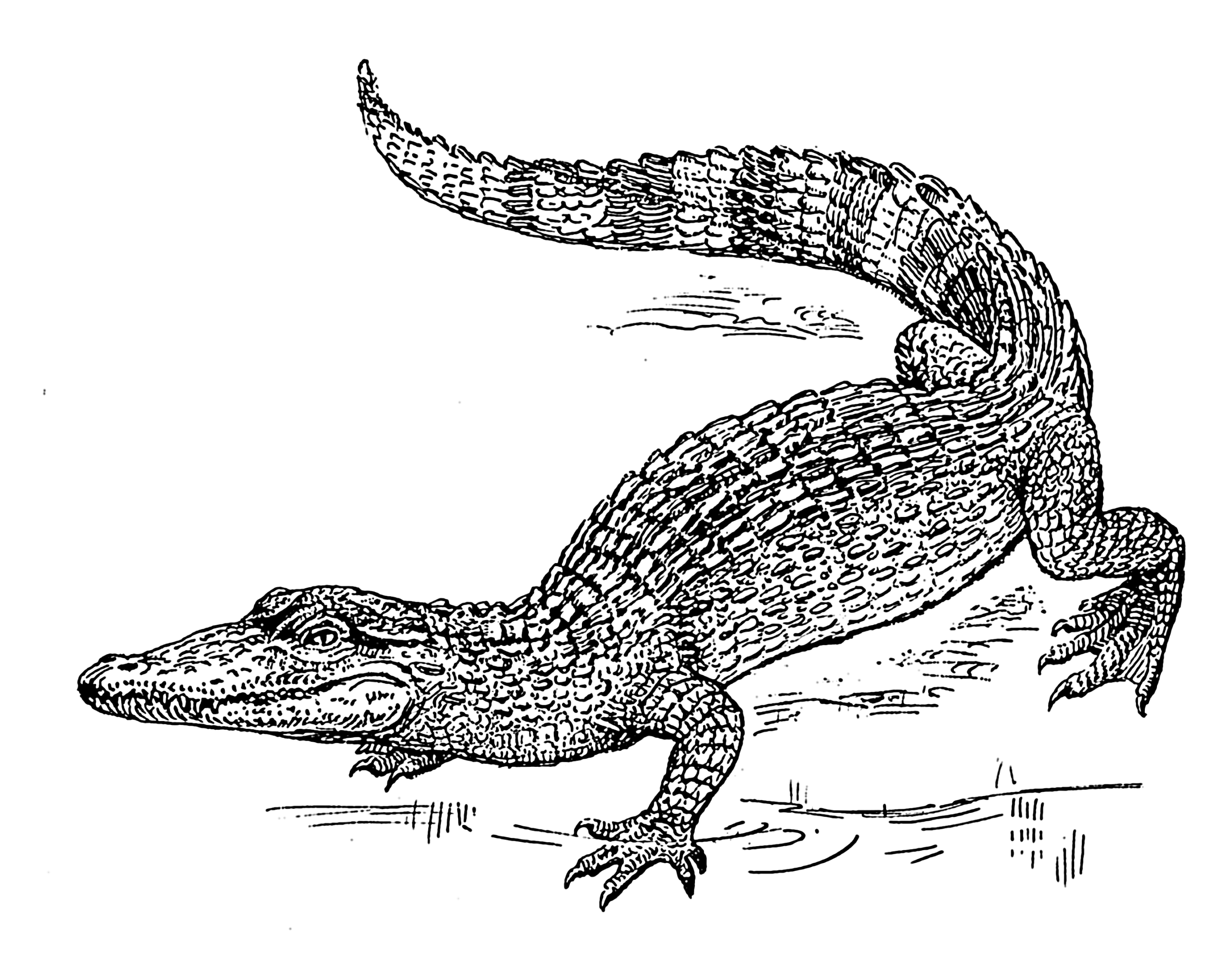 line art example of a Crocodile.