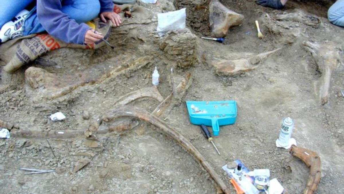 Wyoming’daki 3 Bin Fosillik Kemik Yatağında T-Rex Diş İzleri ve Aldatıcı Bir Isırık