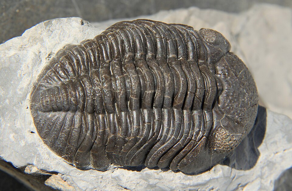 Trilobit Nedir?