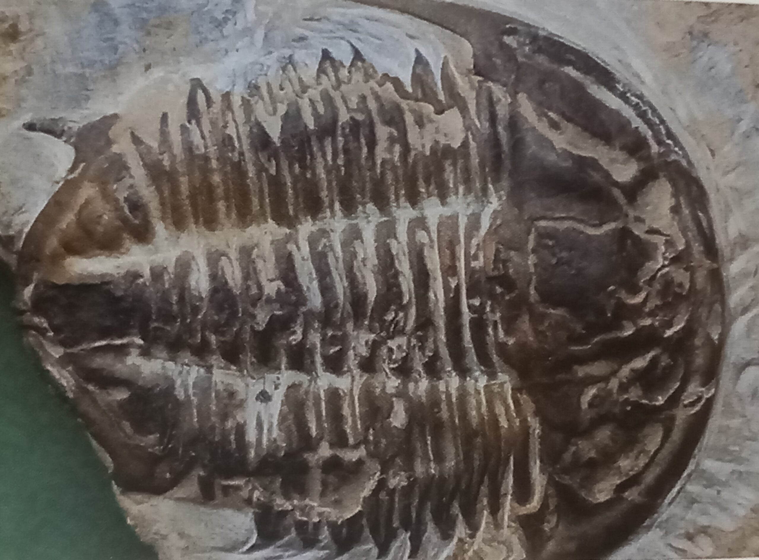 Prochuangia sp.: Trilobita sınıfı, Corynexochida takımı ve Leiostegiidae familyasından Üst Kambriyen-Ordovisyen dönemine ait bir trilobit.