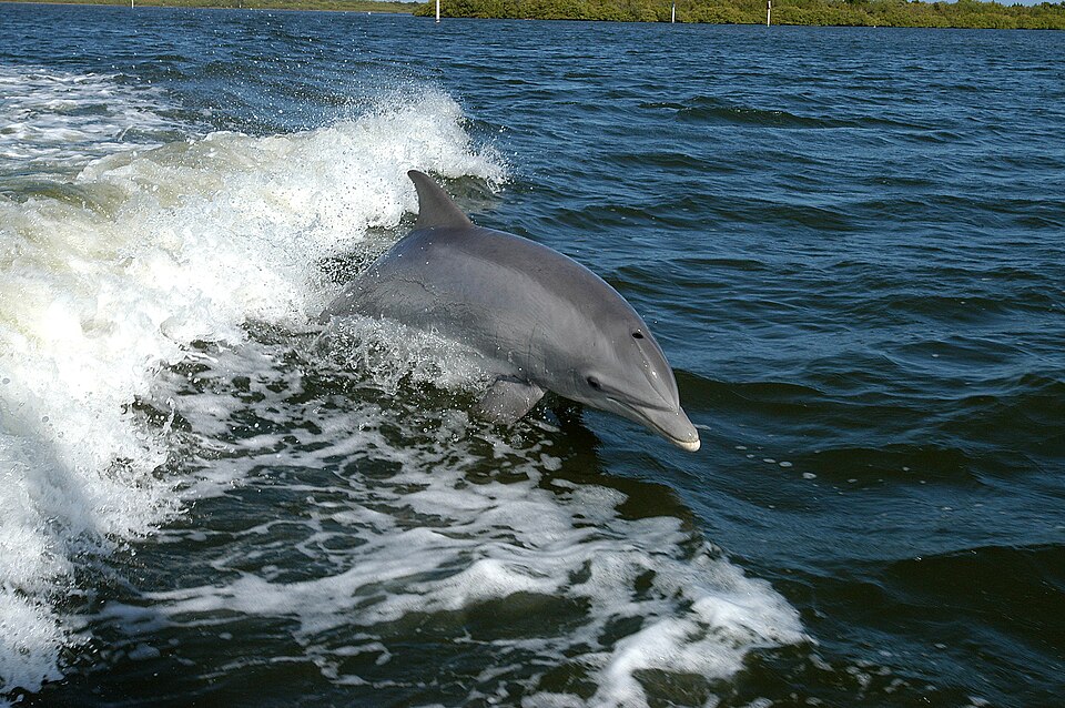 Tursiops truncatus Nedir?