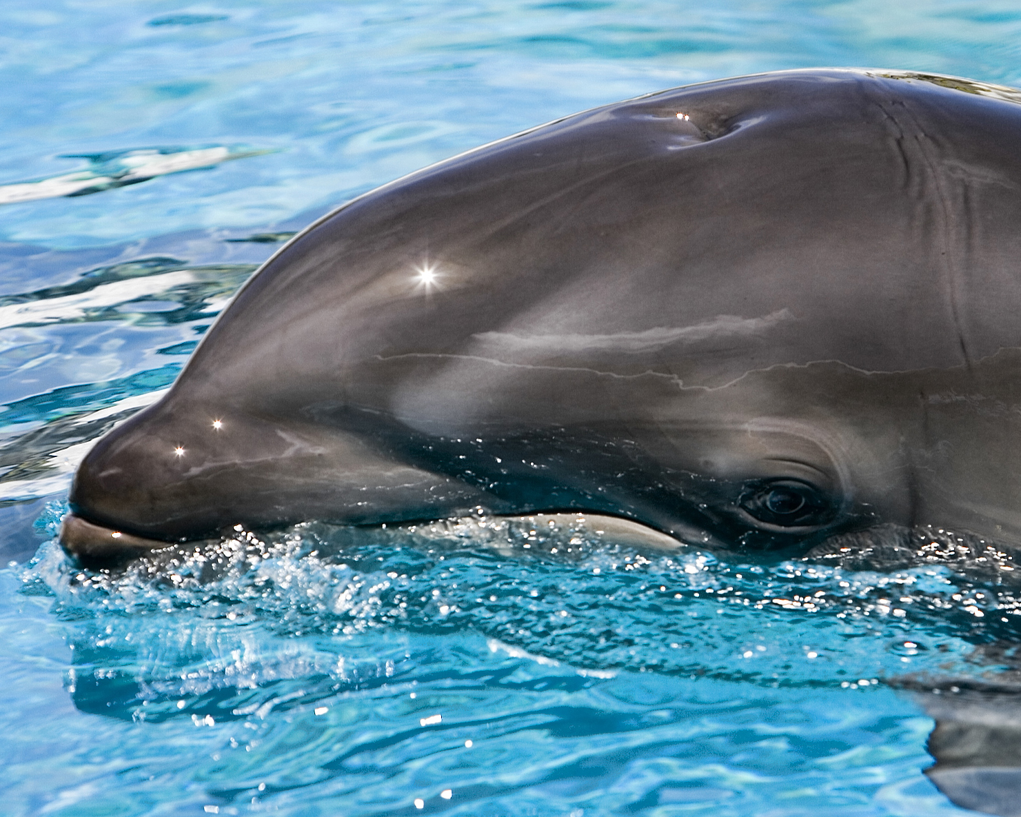 Sea Life Park Hawaii’de sergilenen, 23 Aralık 2004 doğumlu ikinci nesil wolphin dişisi Kawili Kai.