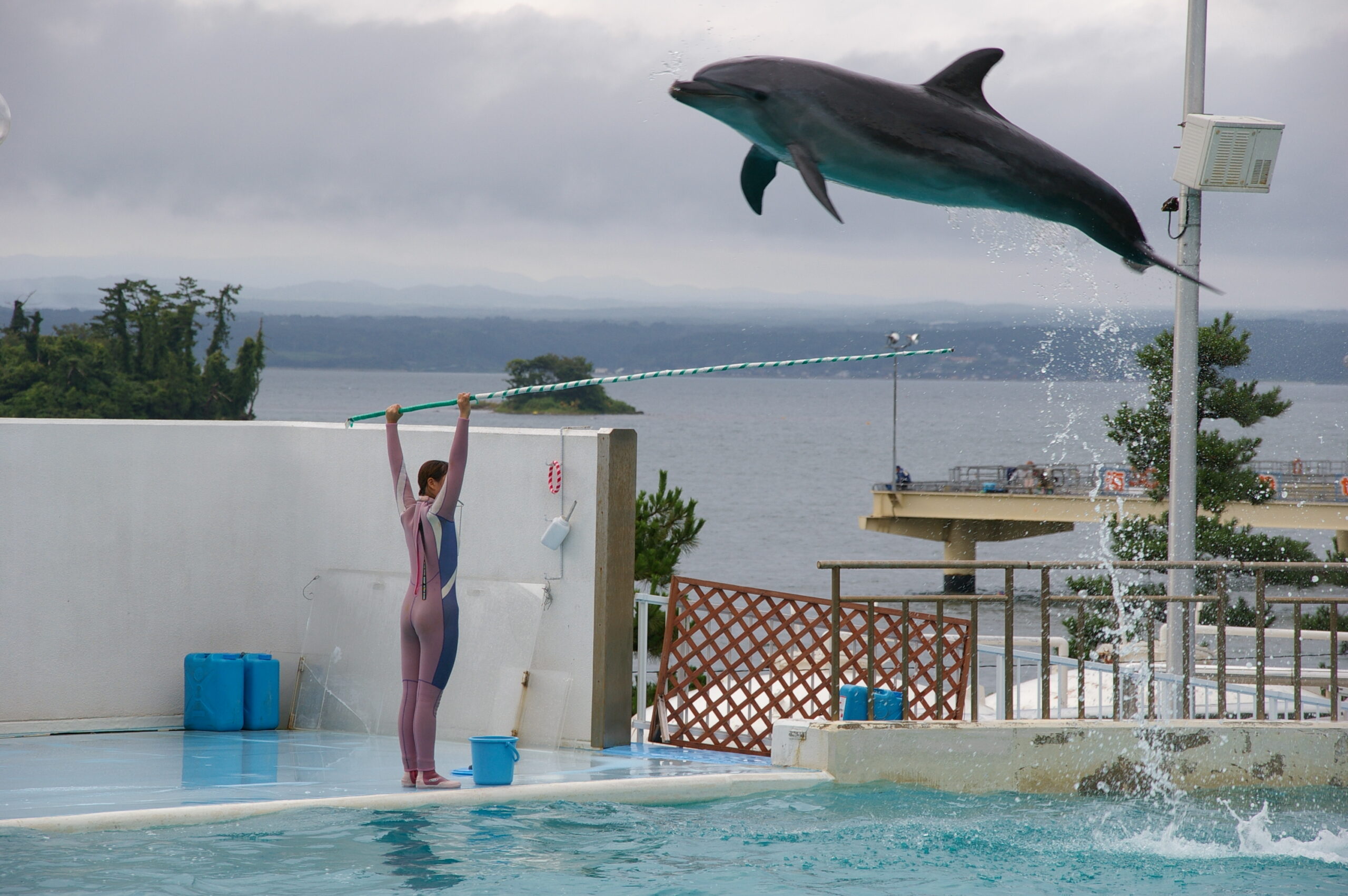Japonya, Ishikawadaki Notojima Akvaryumunda zıplayan bir burunsuz yunus (Tursiops truncatus).