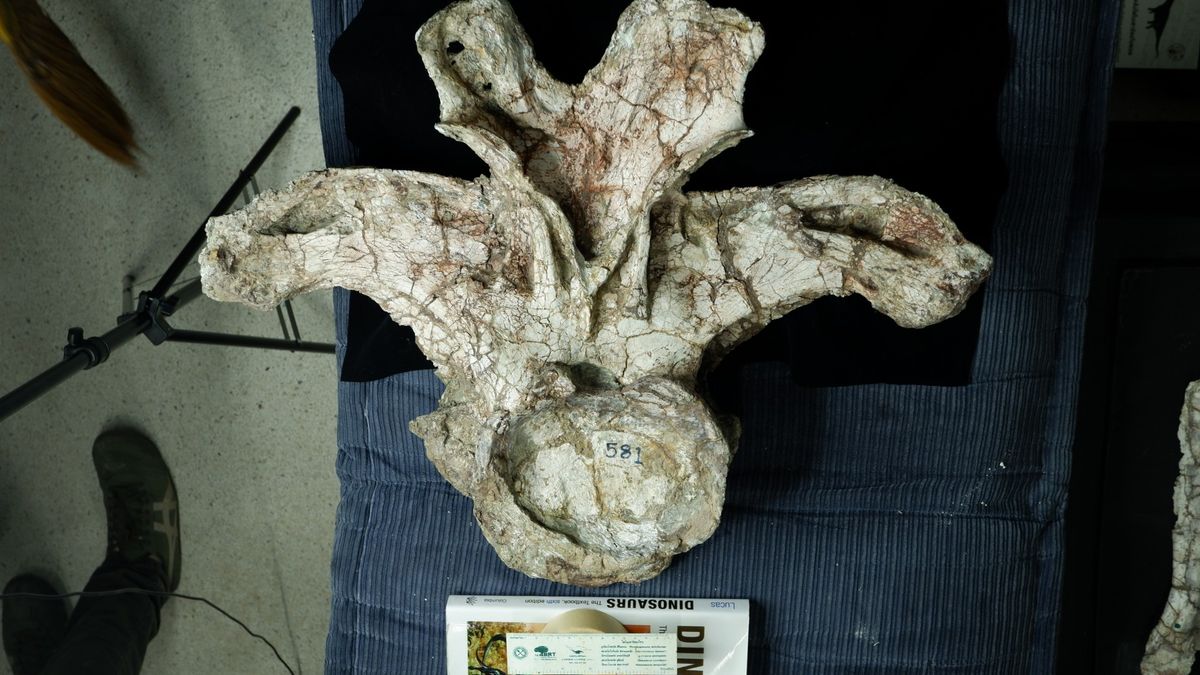 Tayland’da Benzersiz Yapıdaki “Y” Şekilli Fosil, Yeni Bir Uzun Boyunlu Dinozor Türünü Gün Yüzüne Çıkardı
