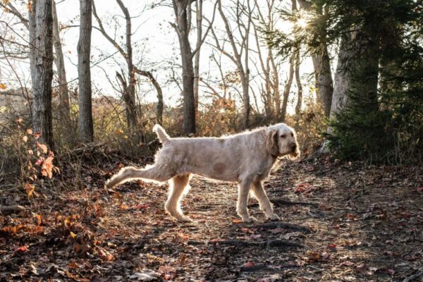 Köpekler tuvaletlerini yaptıktan sonra neden arka bacaklarını kaldırıyorlar?