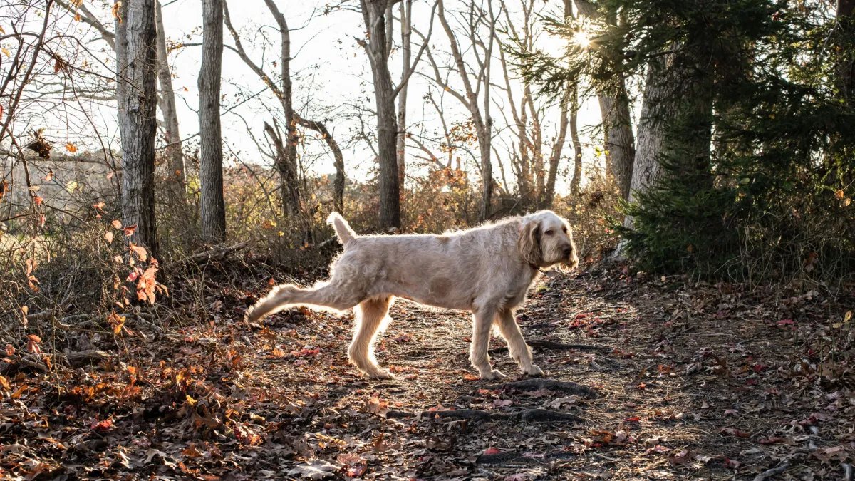 Köpekler tuvaletlerini yaptıktan sonra neden arka bacaklarını kaldırıyorlar?