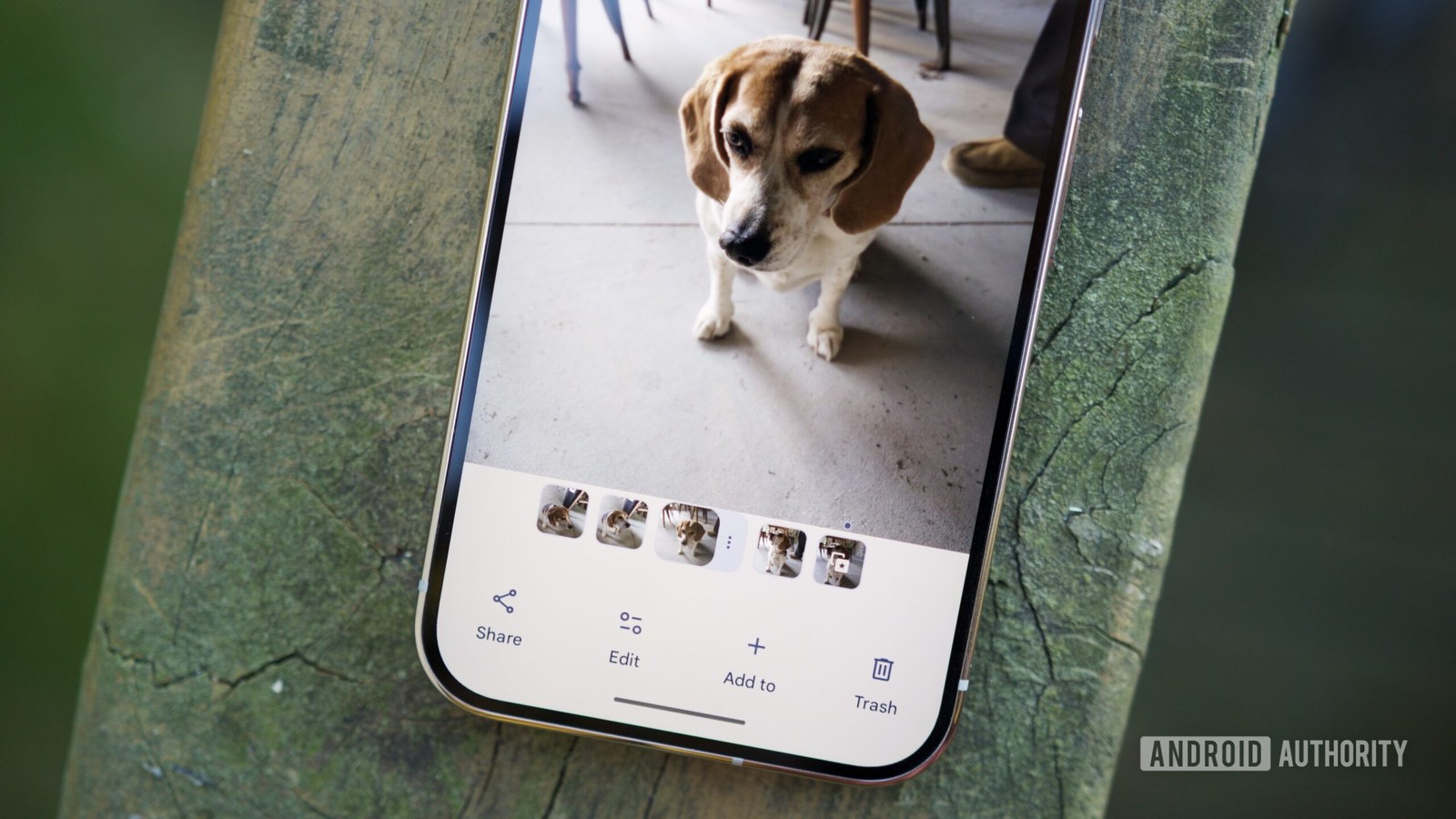 A photo stack in Google Photos.