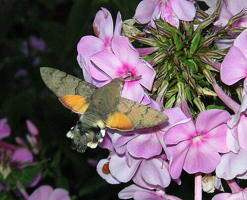 The high-speed wing action of a hummingbird hawk-moth is frozen by flash. The flash has given the foreground more illumination than the background. See Inverse-square law.