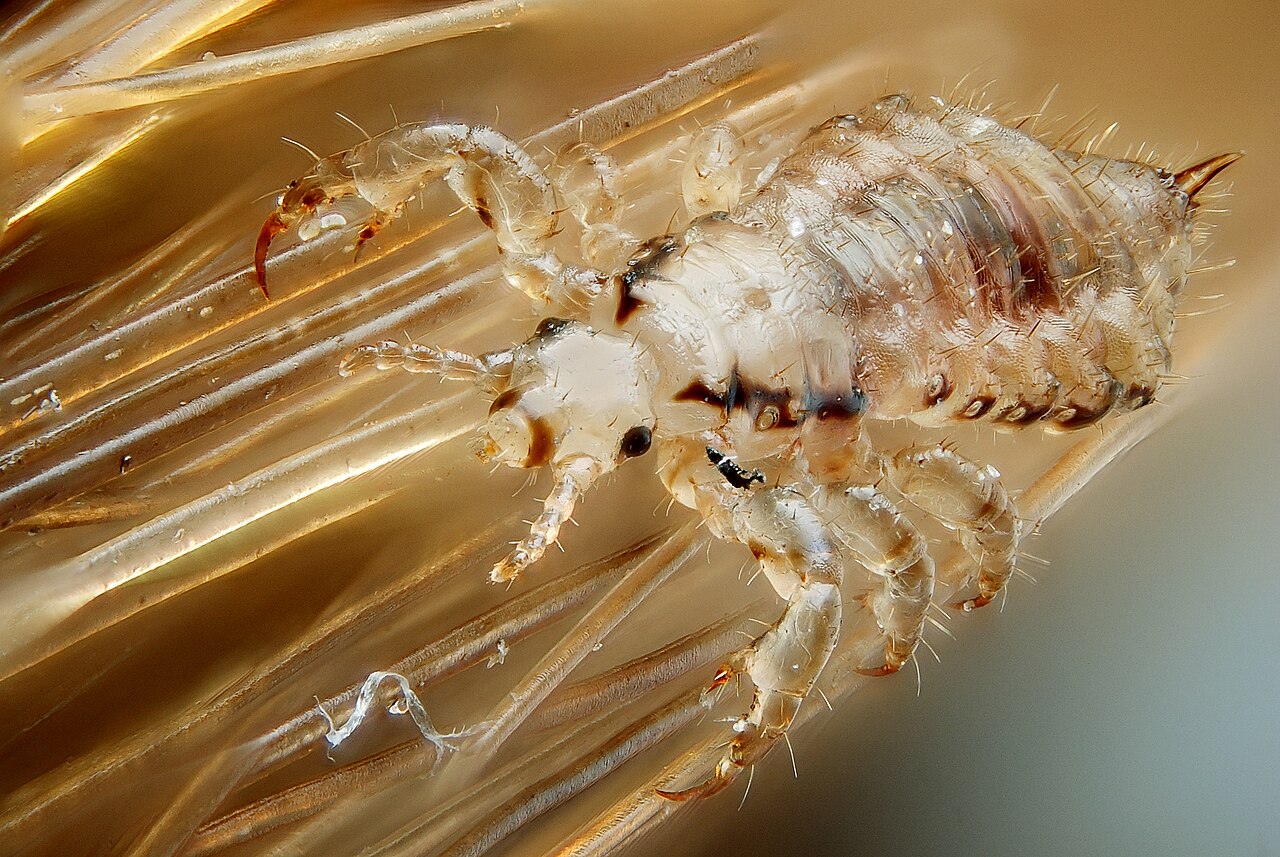 Human head-lice are directly transmitted obligate ectoparasites