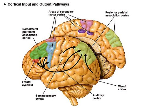 Diagram showing cortical pathways
