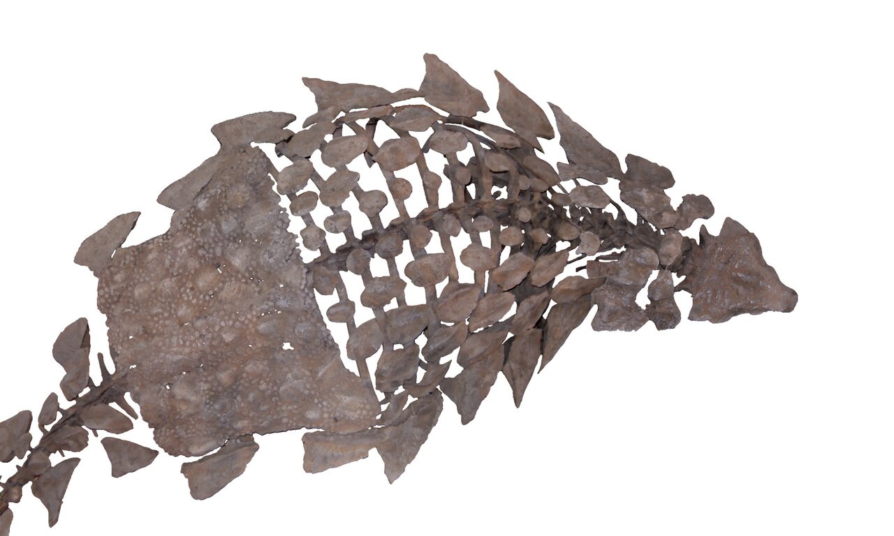Gargoyleosaurus - top