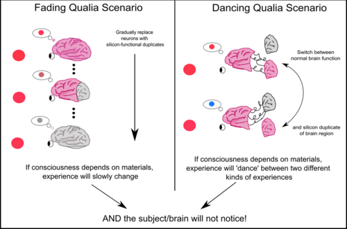 The "fading qualia" (left) and the "dancing qualia" (right) are two thought experiments about consciousness and brain replacement. Chalmers argues that both are contradicted by the lack of reaction of the subject to changing perception, and are thus impossible in practice. He concludes that the equivalent silicon brain will have the same perceptions as the biological brain.[19][20]